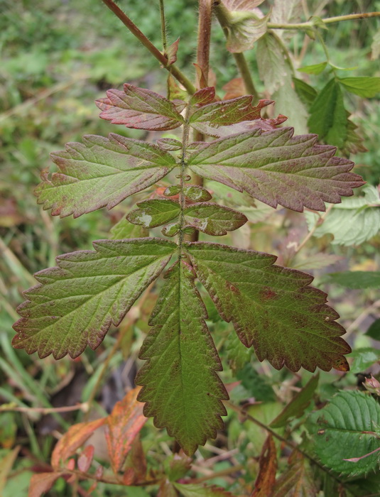 Image of Agrimonia coreana specimen.