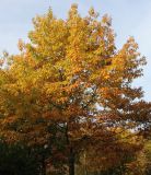 Quercus rubra. Крона взрослого дерева с листьями в осенней окраске. Германия, г. Кемпен, в парке. 19.10.2012.