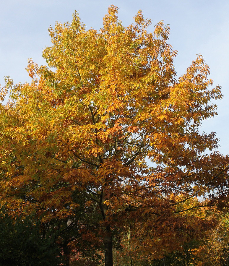 Image of Quercus rubra specimen.