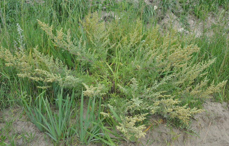 Изображение особи Artemisia pannosa.