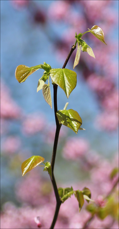 Image of Cercis canadensis specimen.