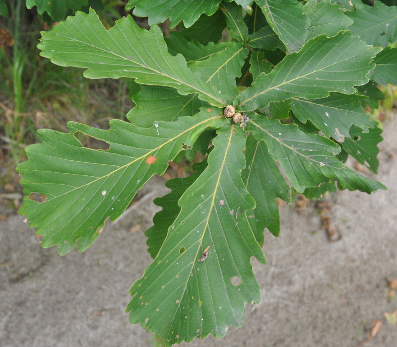 Image of Quercus mongolica specimen.