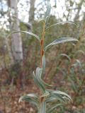 View full-size image Salix rosmarinifolia