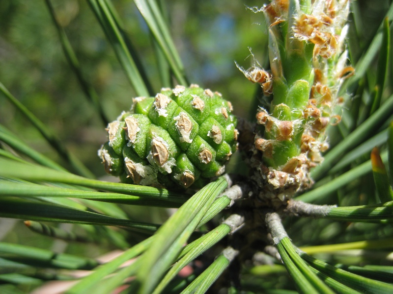 Изображение особи Pinus sylvestris.