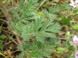 Erodium cicutarium. Листья. Украина, г. Запорожье. 11.06.2011.