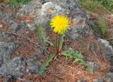 род Taraxacum. Цветущее растение. Якутия (Саха), Мирнинский р-н, ок. пос. Светлый, берег р. Вилюй. 21.06.2009.