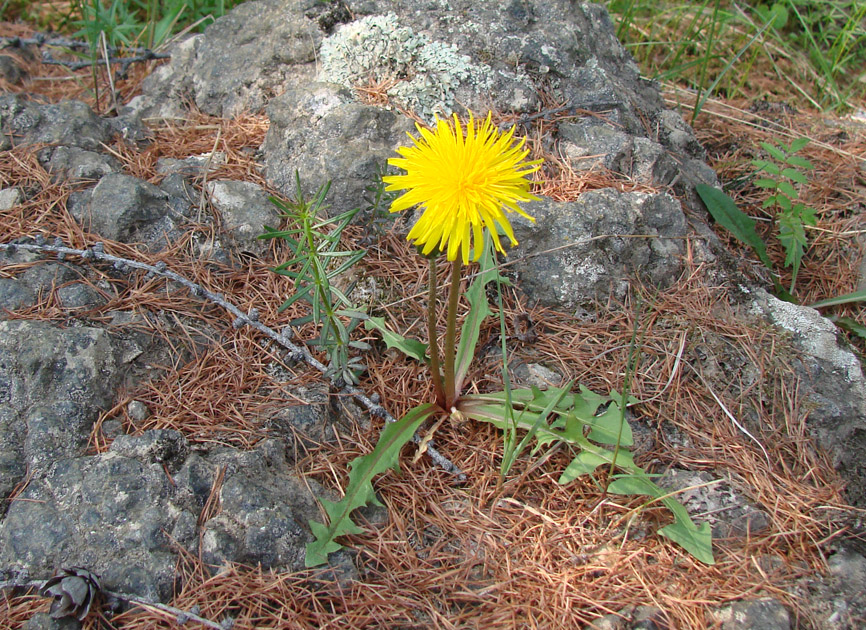 Image of genus Taraxacum specimen.