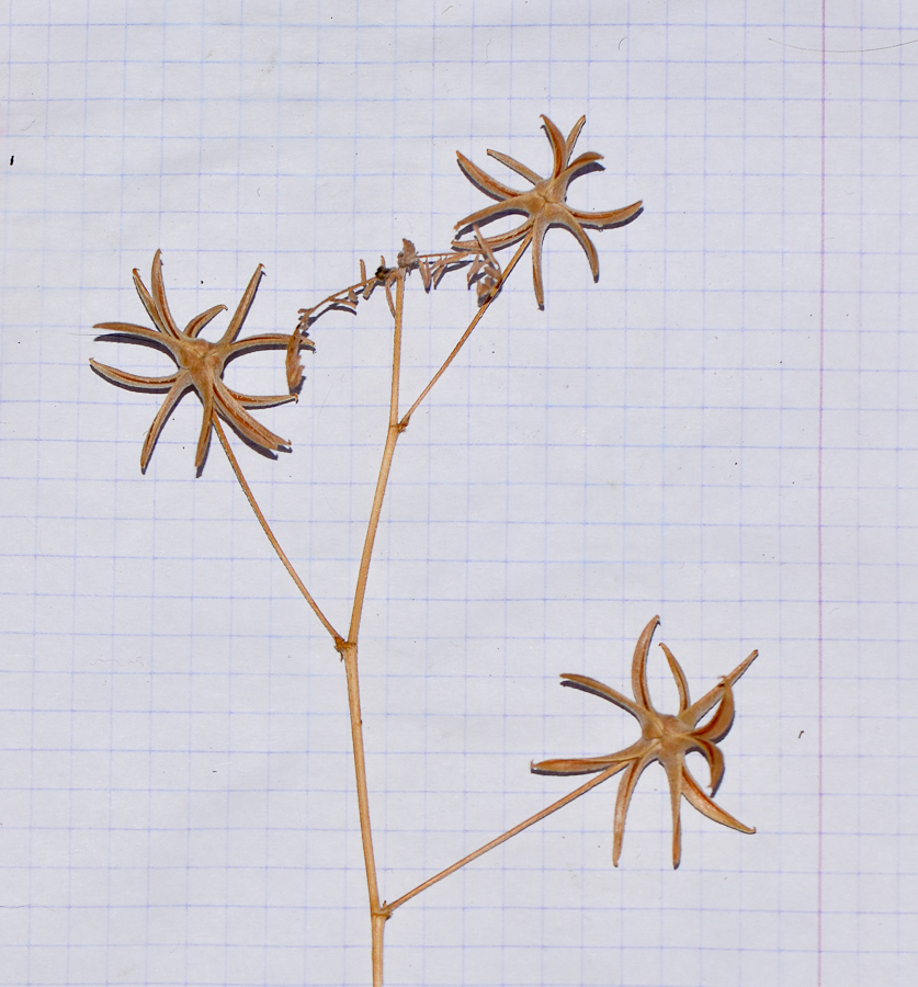 Image of Astragalus asterias specimen.