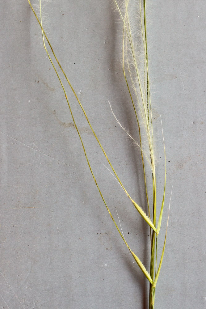Image of Stipa lessingiana specimen.