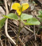 Viola uniflora. Цветущее растение. Новосибирская обл., Искитимский р-н, окр. дер. Новососедово, берёзово-сосняк травяной. 15.05.2013.