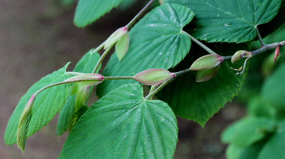 Image of Corylopsis sinensis specimen.