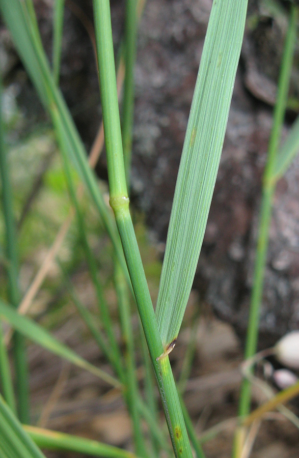 Image of Elytrigia strigosa specimen.