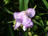 Tradescantia virginiana. Цветки. Ярославская обл., Рыбинский р-н, дер. Добрино; в культуре, в открытом грунте. 7 июля 2013 г.