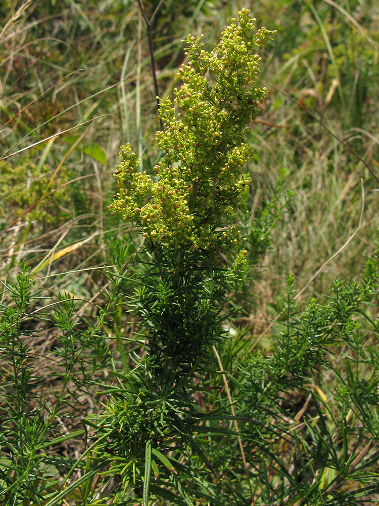 Изображение особи Galium verum.