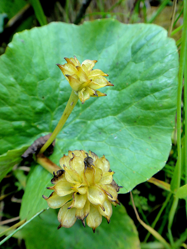 Image of Caltha palustris specimen.