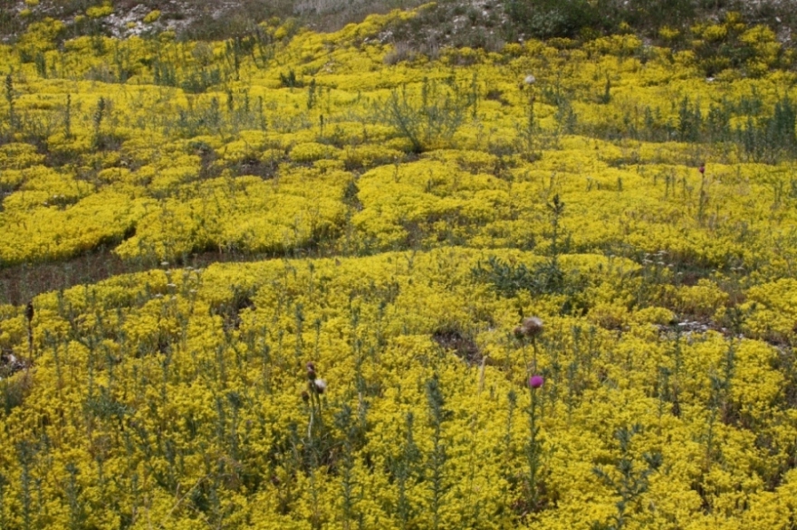 Image of Sedum acre specimen.