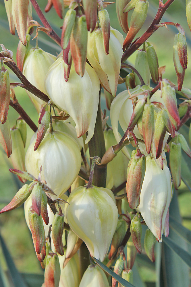 Image of Yucca gloriosa specimen.