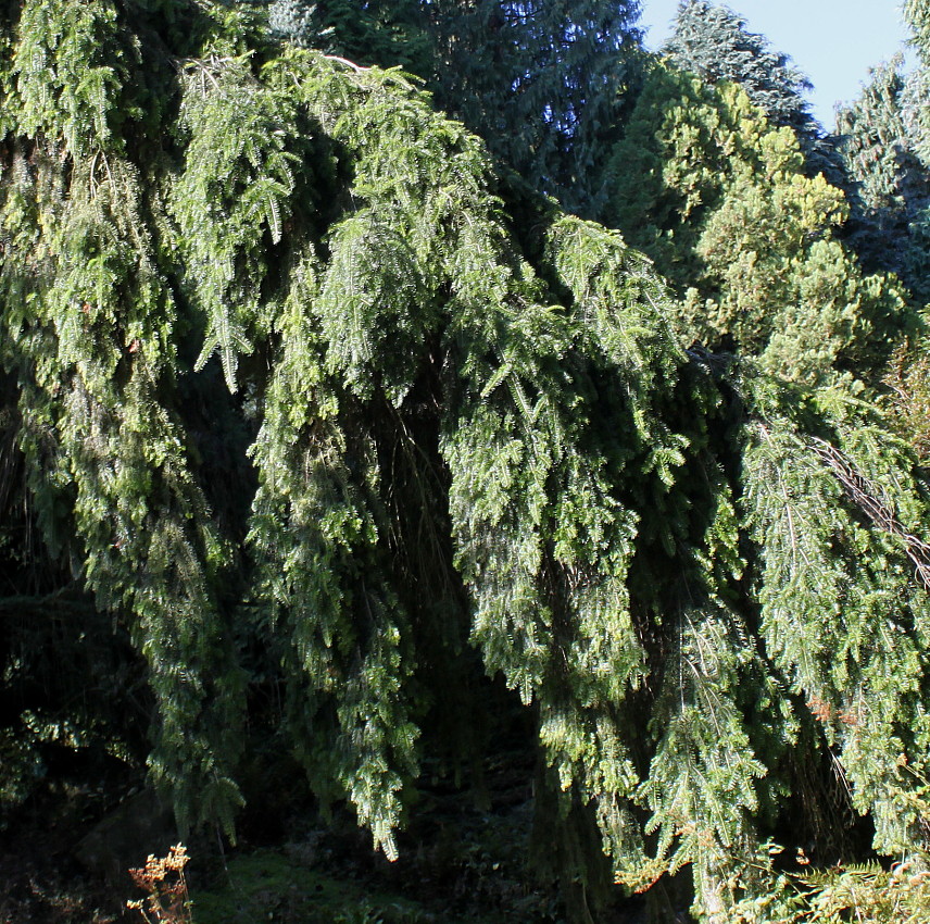 Image of Abies nordmanniana specimen.