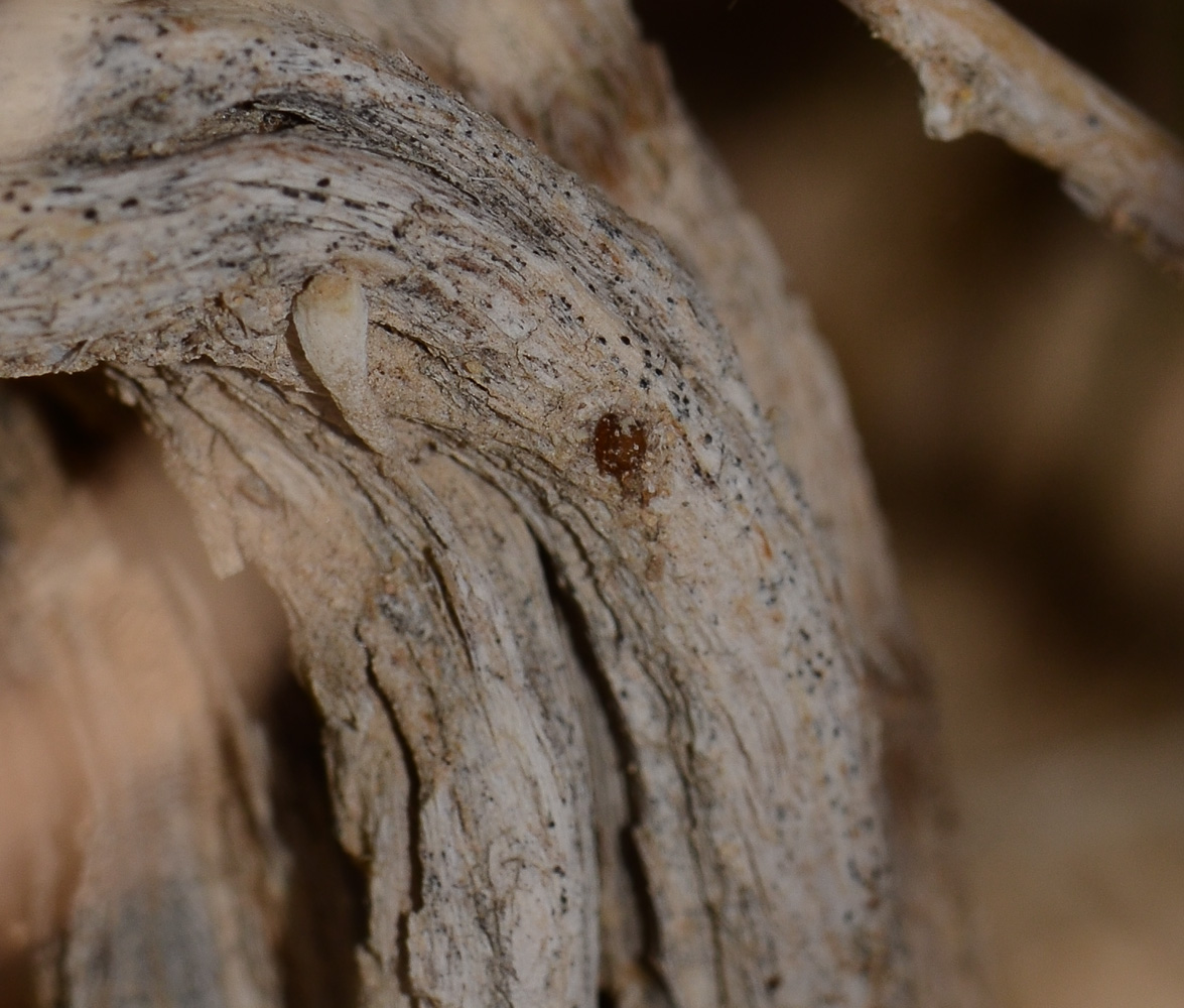 Image of Salsola vermiculata specimen.