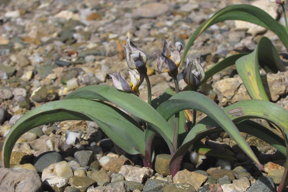 Изображение особи Tulipa biflora.