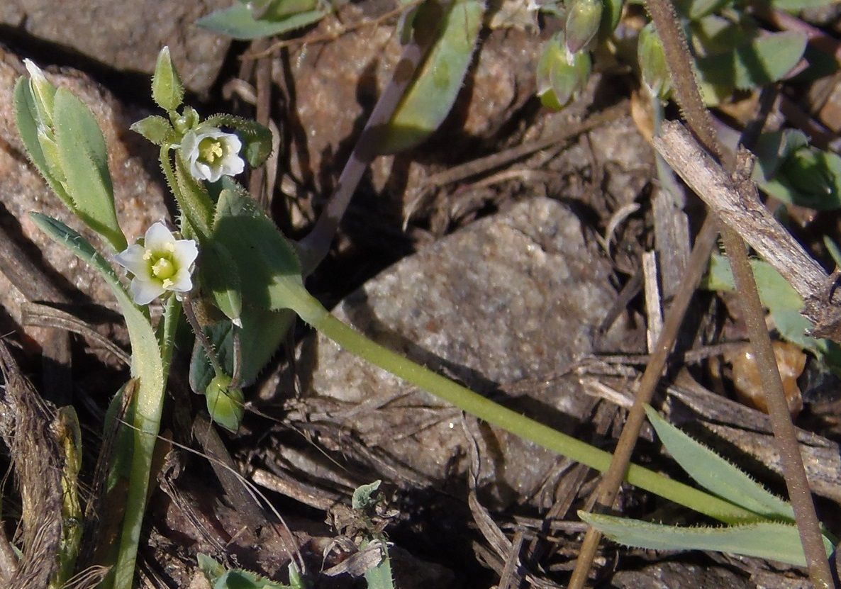 Image of Holosteum umbellatum specimen.