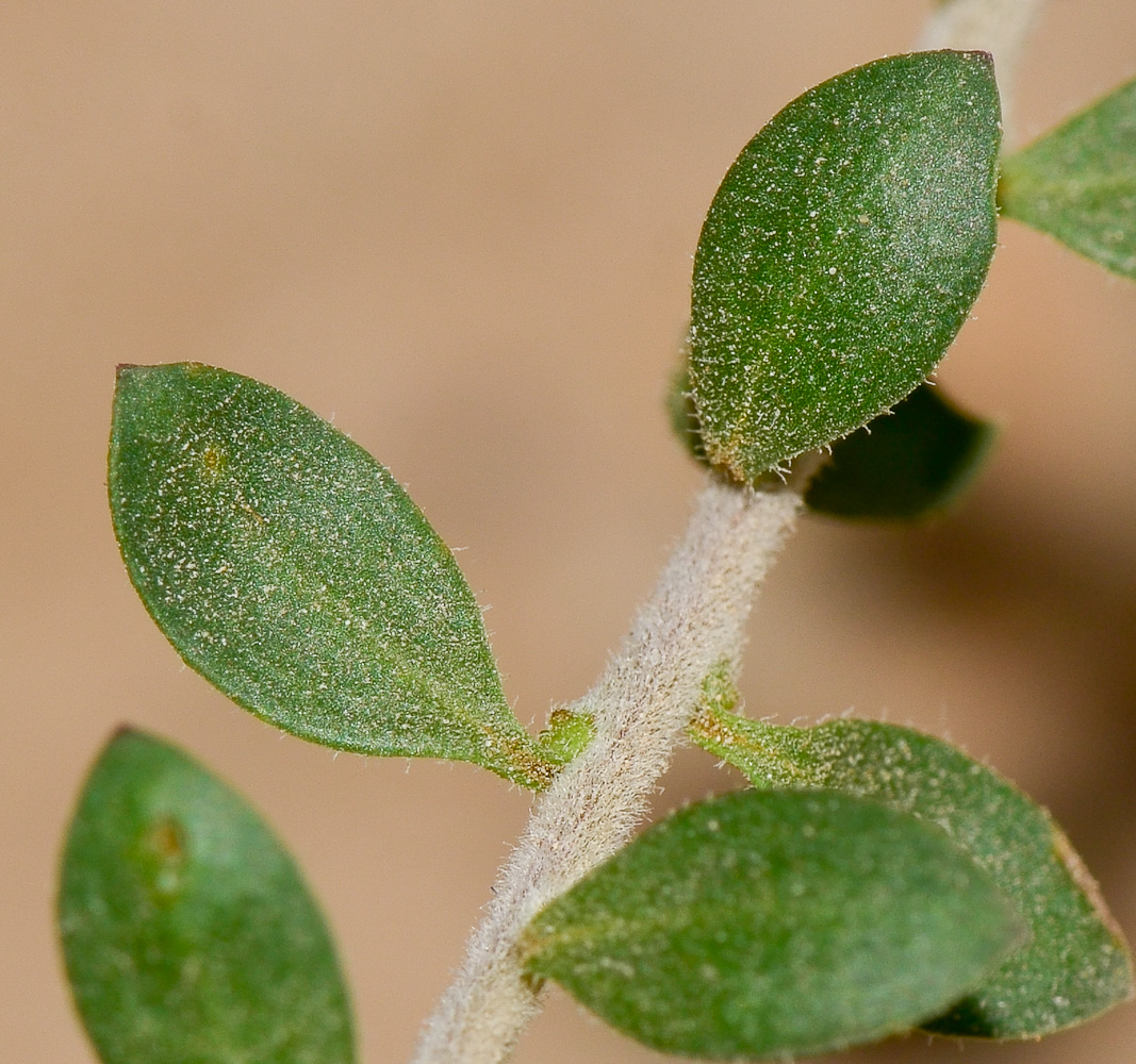 Image of Eremophila laanii specimen.