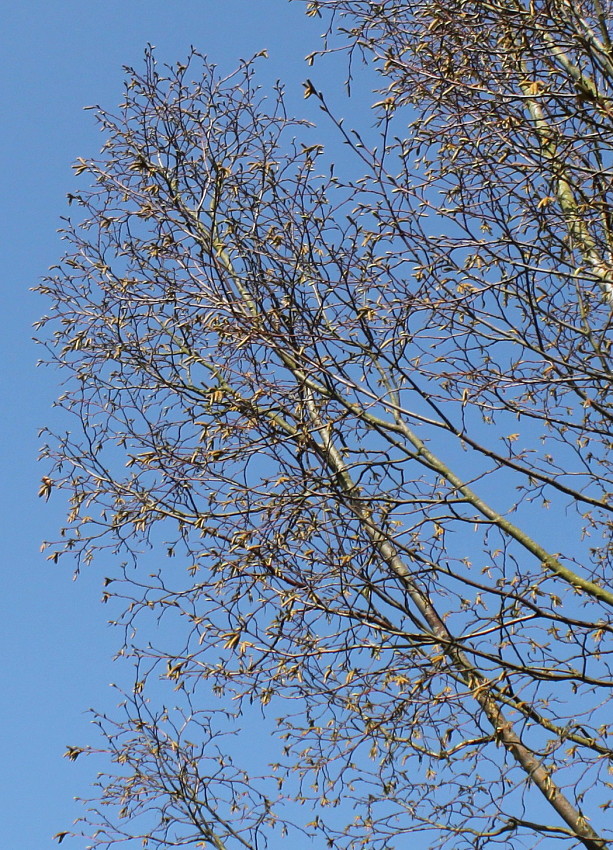 Image of Ostrya carpinifolia specimen.