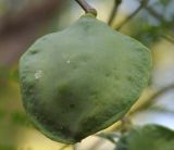 Jacaranda mimosifolia