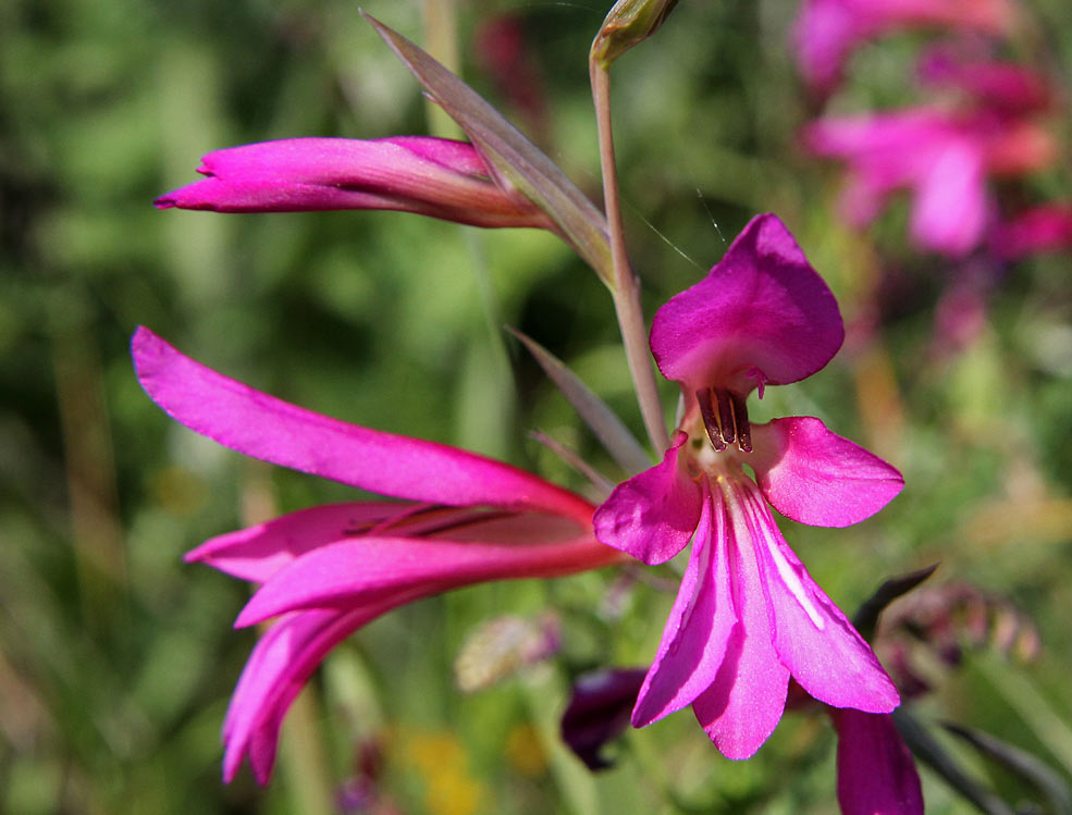 Image of Gladiolus italicus specimen.