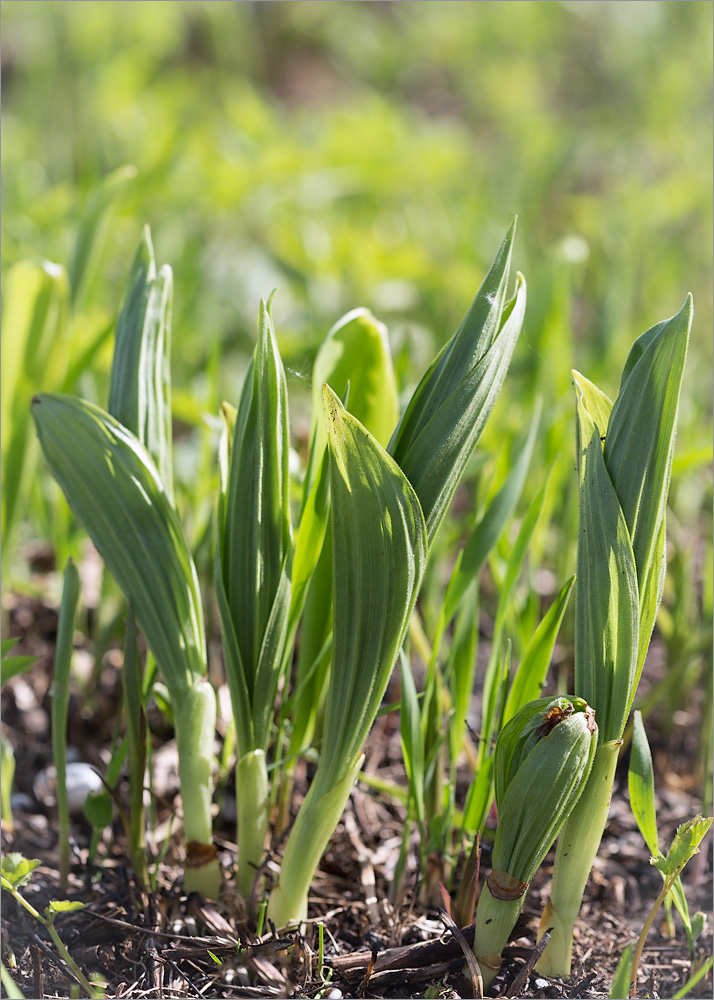 Image of Cypripedium calceolus specimen.