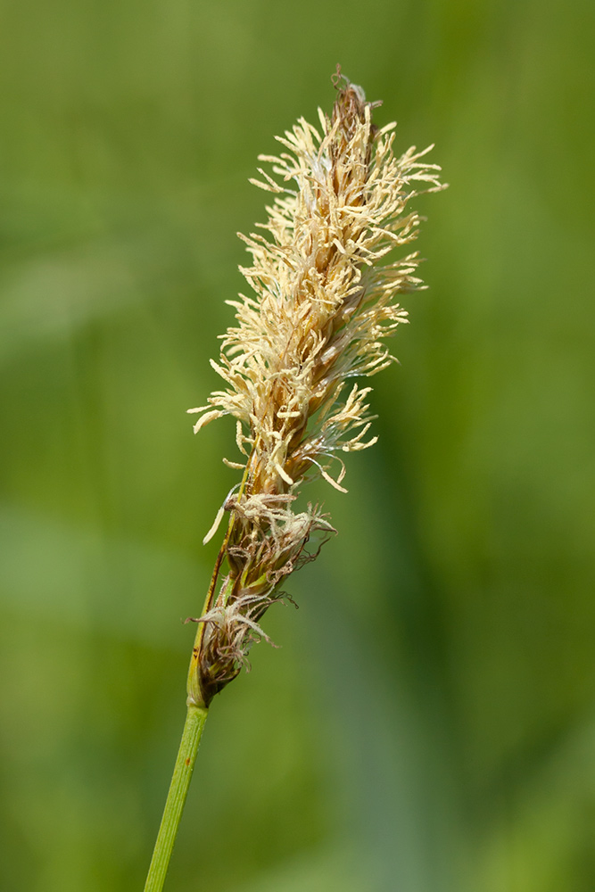 Image of Carex disticha specimen.