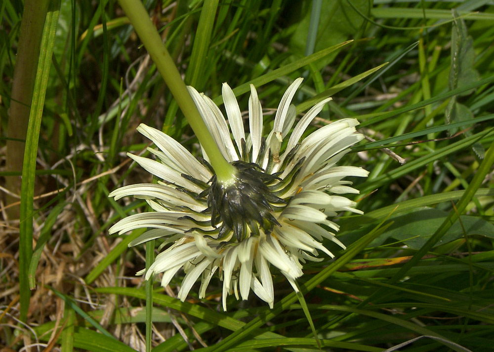 Image of Taraxacum stevenii specimen.