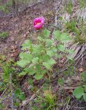 Paeonia daurica