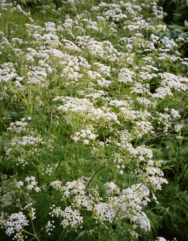 Image of Anthriscus sylvestris specimen.