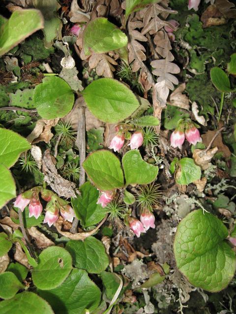 Изображение особи Vaccinium praestans.