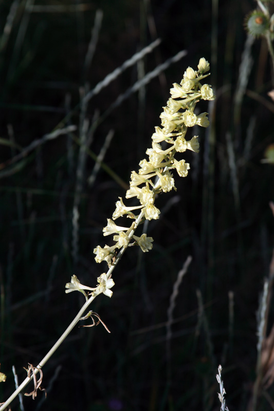 Image of Delphinium biternatum specimen.