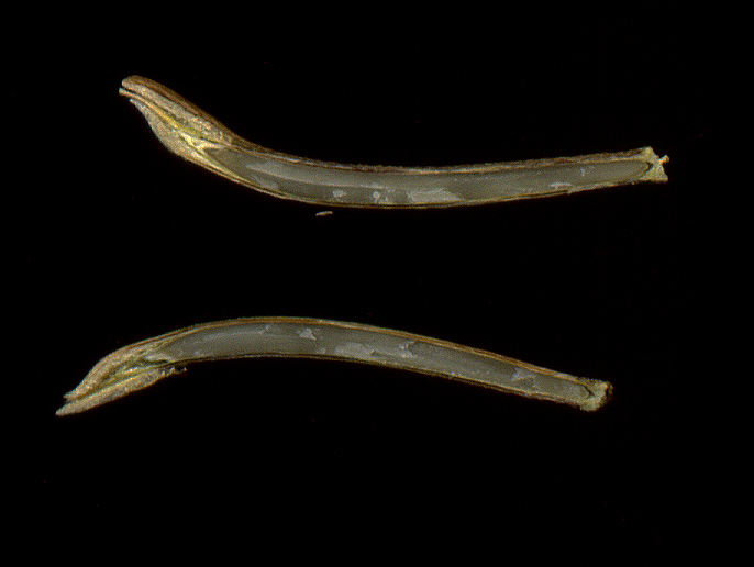 Image of Scorzonera purpurea specimen.