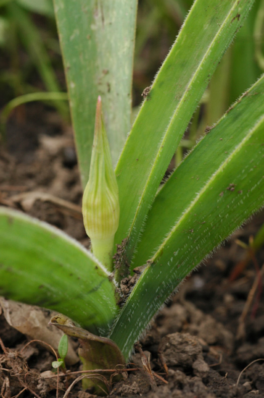 Image of Allium cristophii specimen.