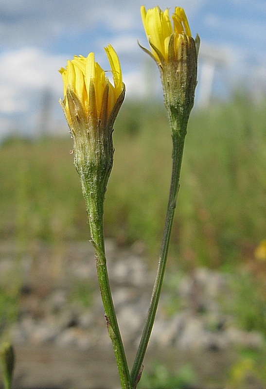 Image of Scorzoneroides autumnalis specimen.