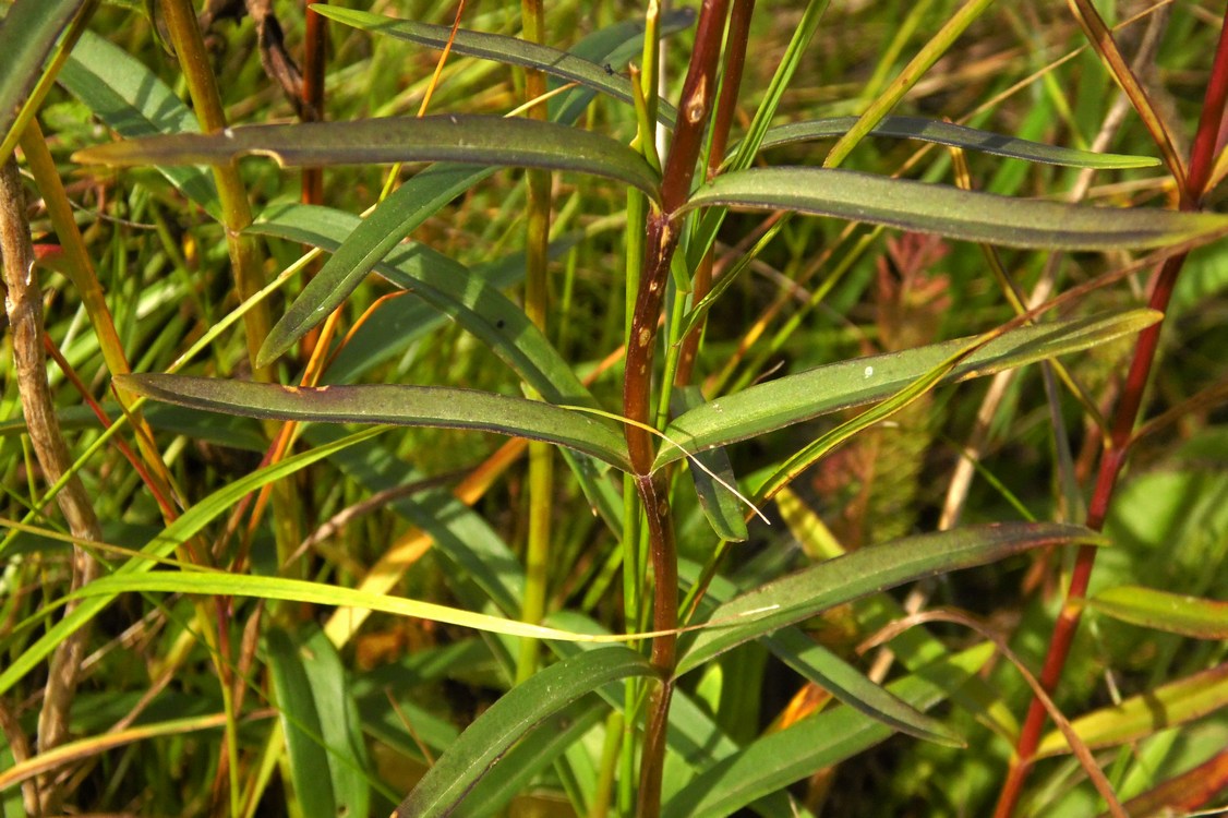 Image of Gentiana pneumonanthe specimen.