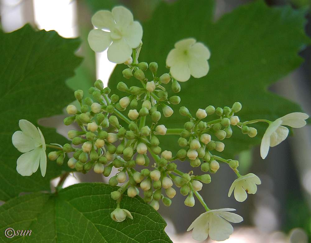 Image of Viburnum opulus specimen.