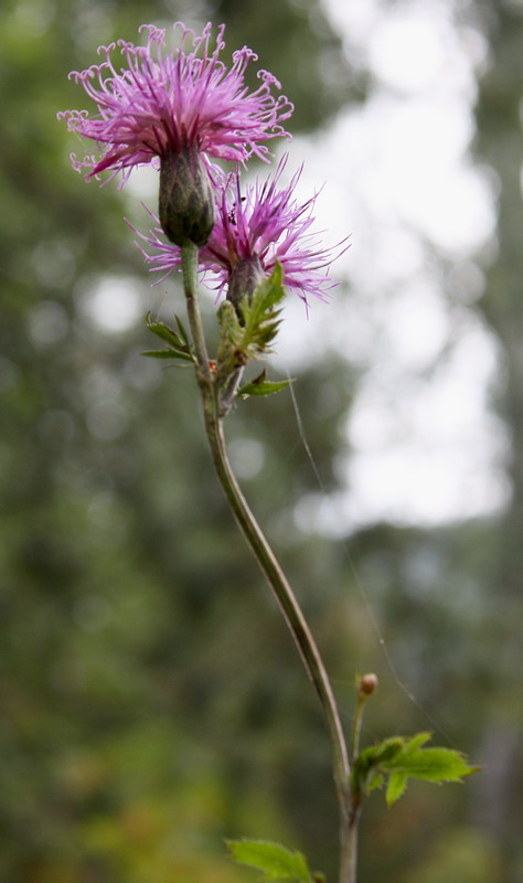 Image of Serratula coronata specimen.