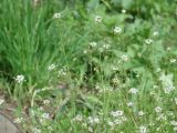 Capsella bursa-pastoris. Верхушки цветущих и плодоносящих растений. В окрестностях Иркутска. 27.05.2014.