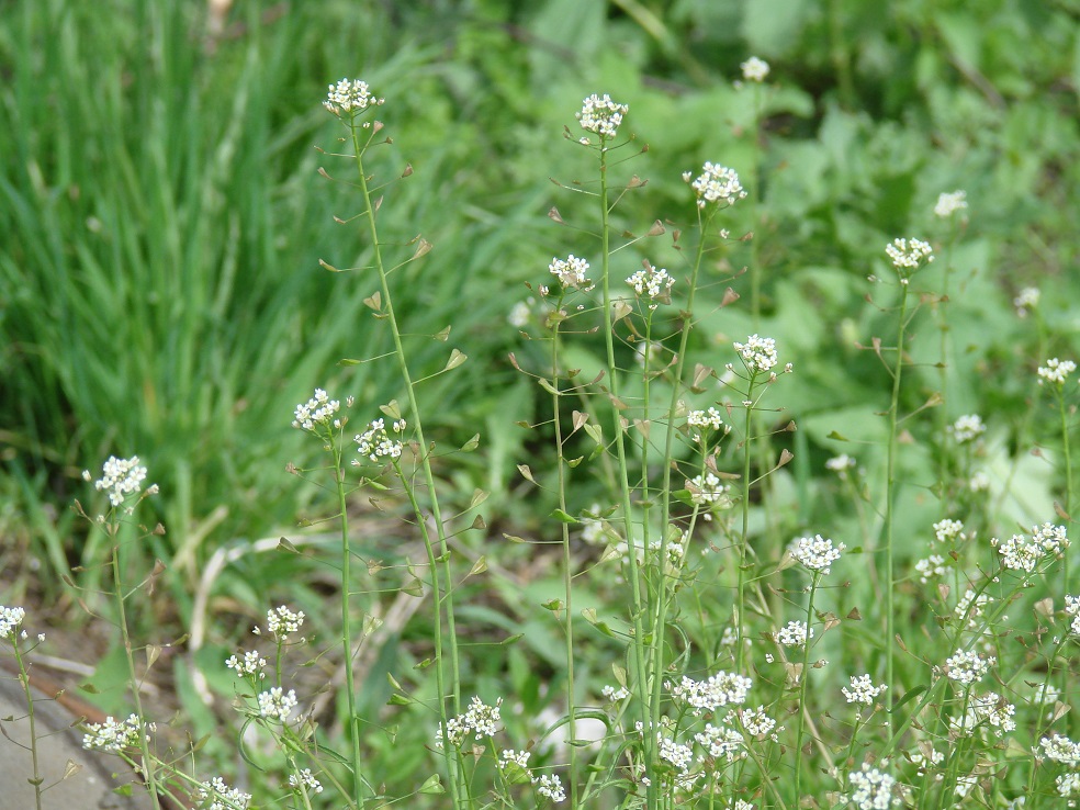 Изображение особи Capsella bursa-pastoris.