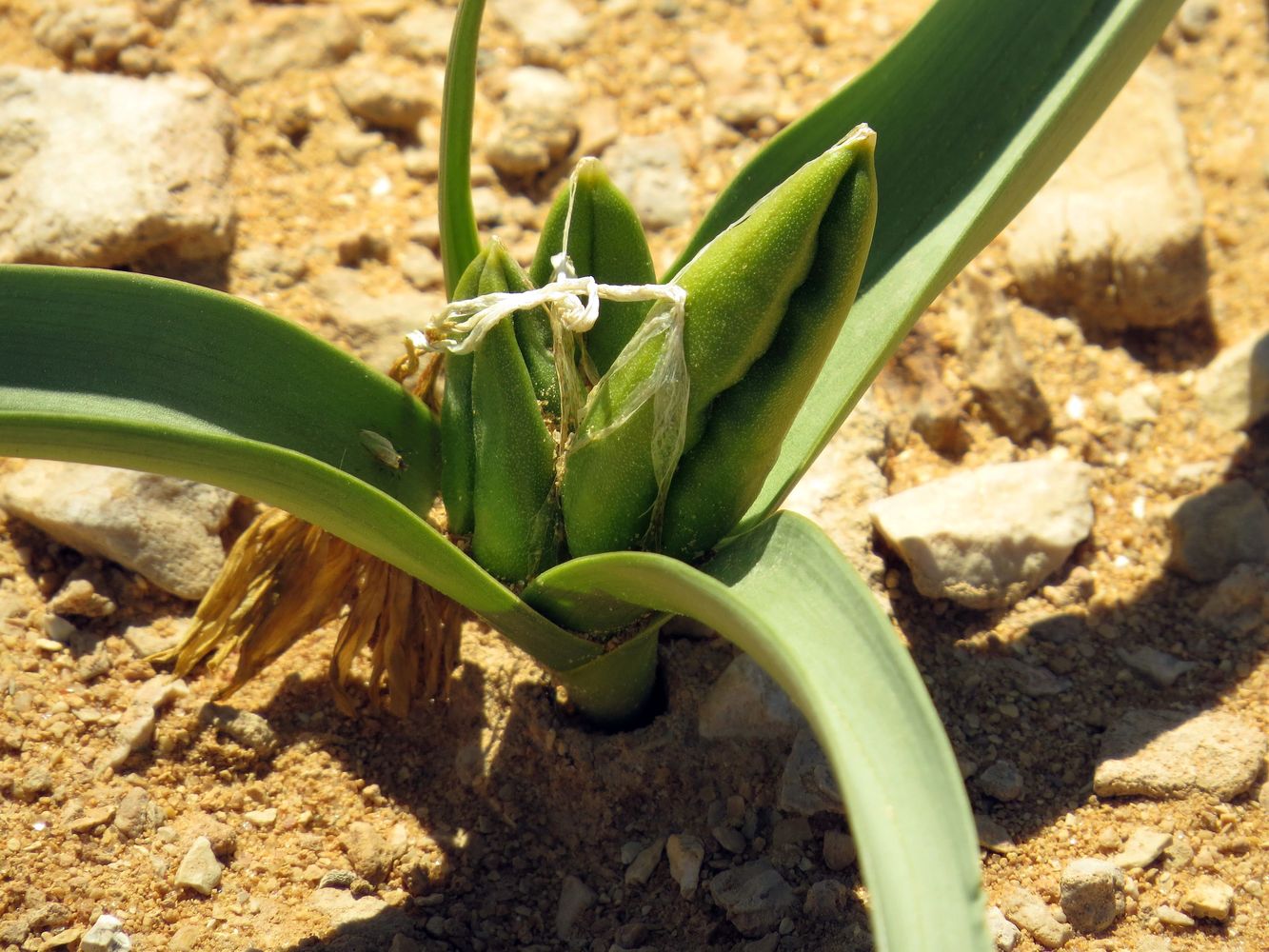 Изображение особи Colchicum ritchiei.