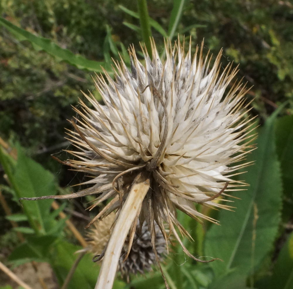 Image of Dipsacus dipsacoides specimen.