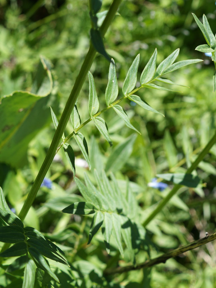 Image of Polemonium caucasicum specimen.