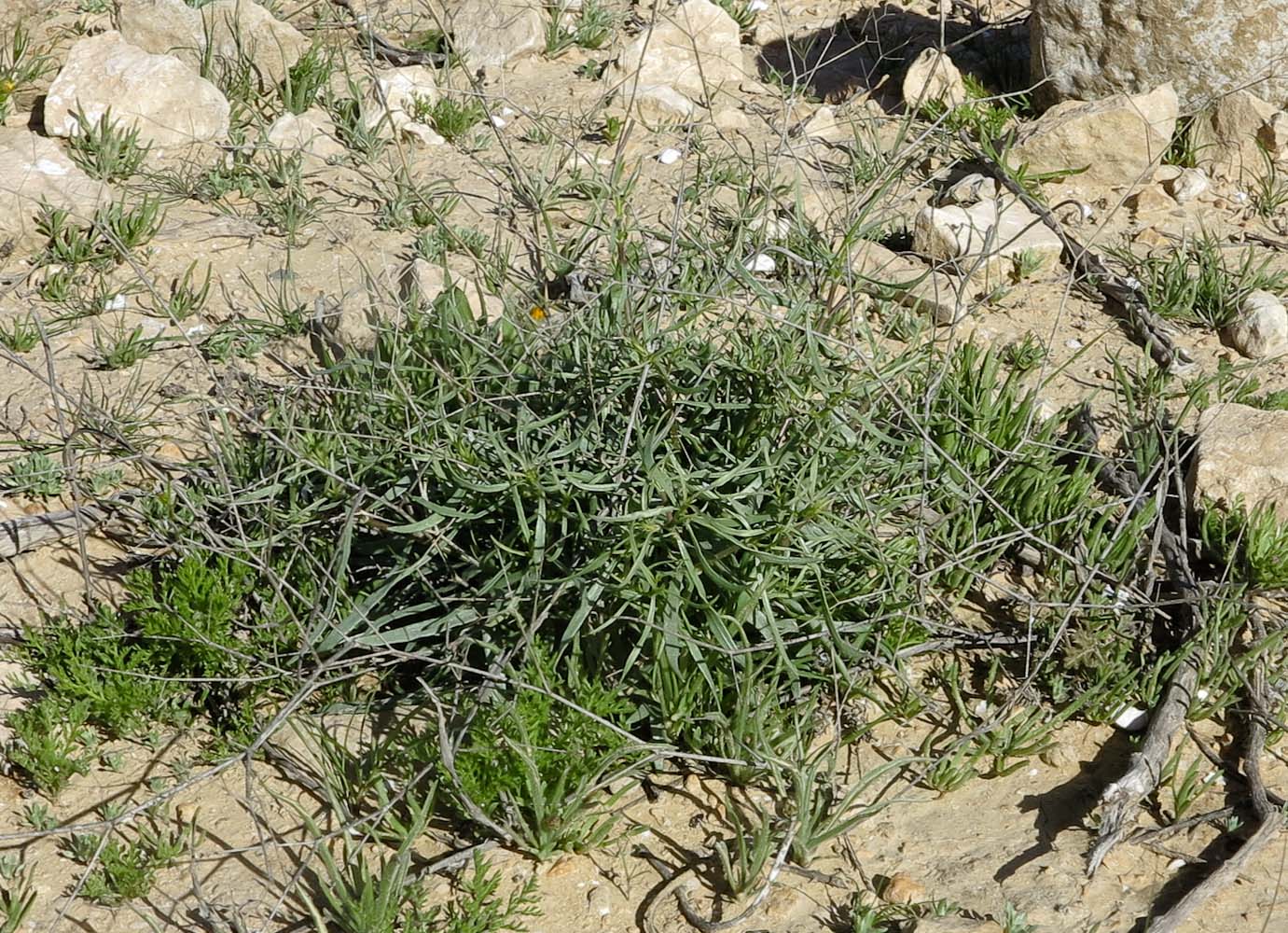 Image of Gypsophila capillaris specimen.