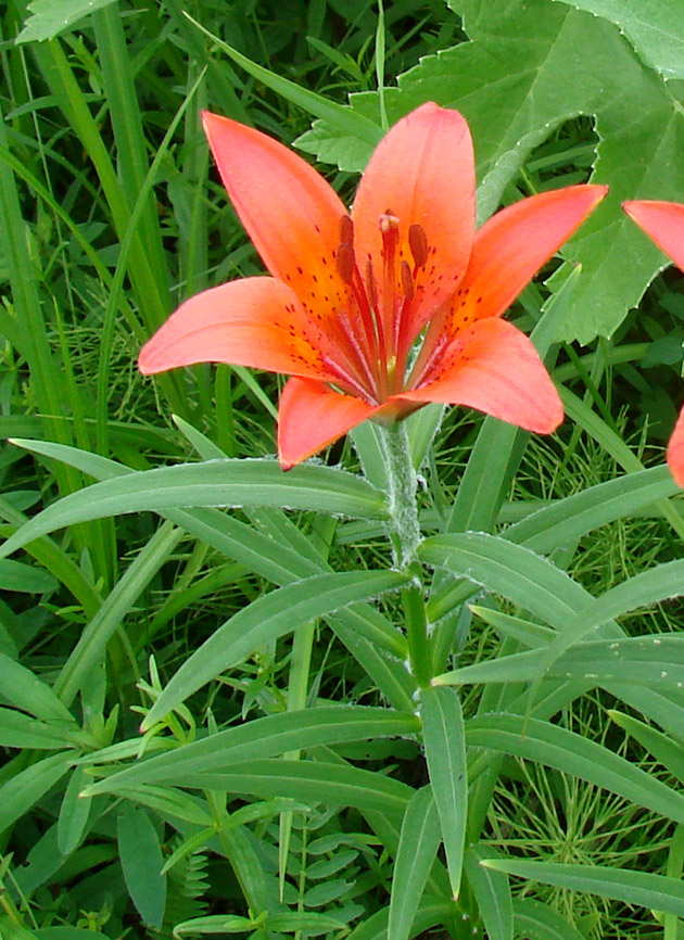 Изображение особи Lilium pensylvanicum.