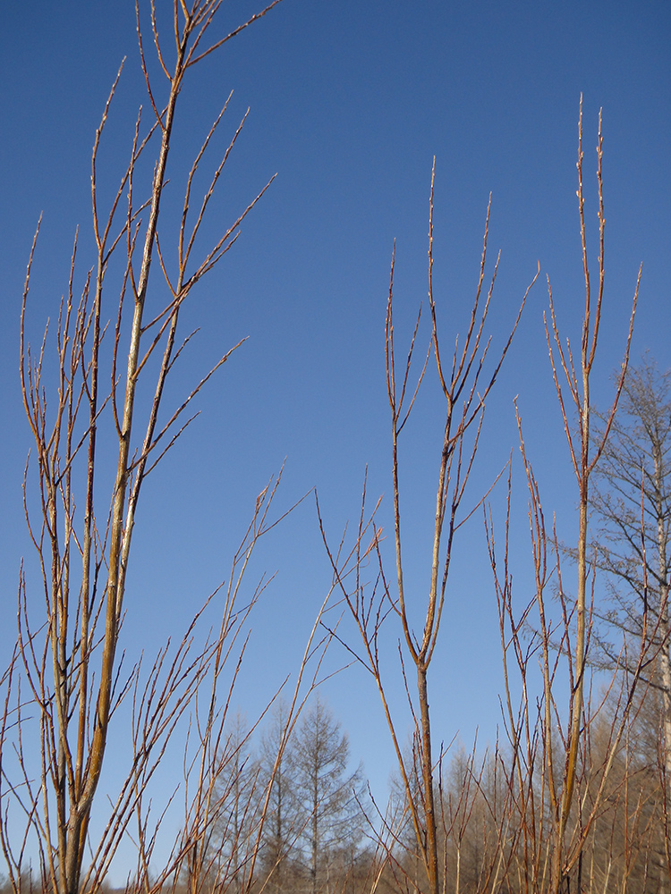 Изображение особи Salix schwerinii.